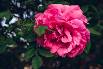 Garden pink rose on a bush. Beautiful bud