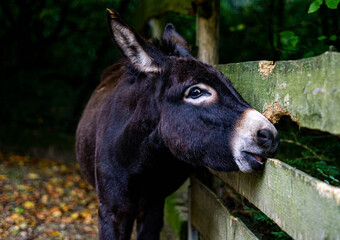 Fototapeta premium Closeup Esel Kopf