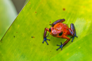 Dart Poison Frog, Blue Jeans, Oophaga pumilio, Dendrobates pumilio,Tropical Rainforest, Costa Rica, Central America, America