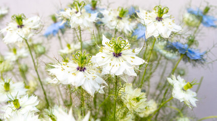 Exotic White and blue scabiosa flower macro shot. Floral concept.