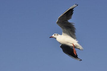 Obraz premium seagull in flight