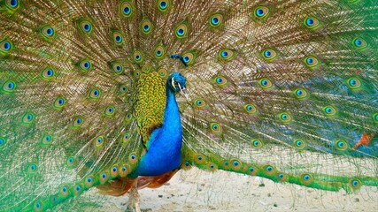 Obraz premium peacock with gorgeous feathers