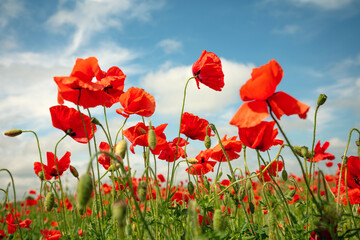 Fototapeta na wymiar Blossoming Poppies (papaver) field. Wild poppies against blue sky. Flower nature background