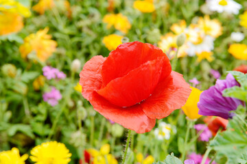 Red oriental Poppy flowering  in front of flower field in the nature