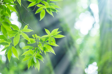 新緑の葉っぱと木漏れ日