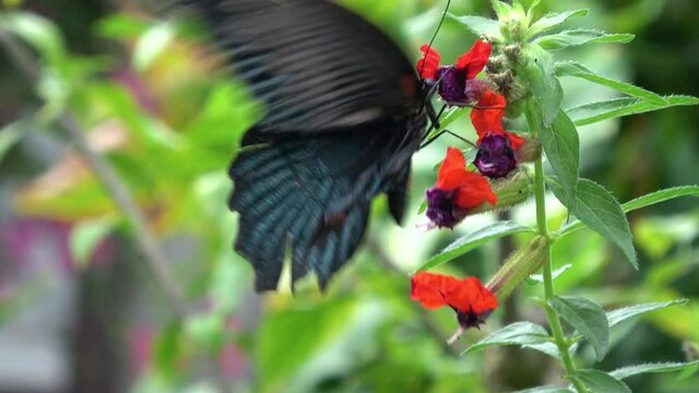 Papilio memnon Linnaeus. Great Mormon Butterfly feeding on nectar. Male. Nagasaki ageha. Closeup shot. 4K