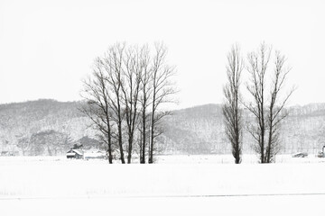 Fototapeta na wymiar Background image with winter landscape on snow day