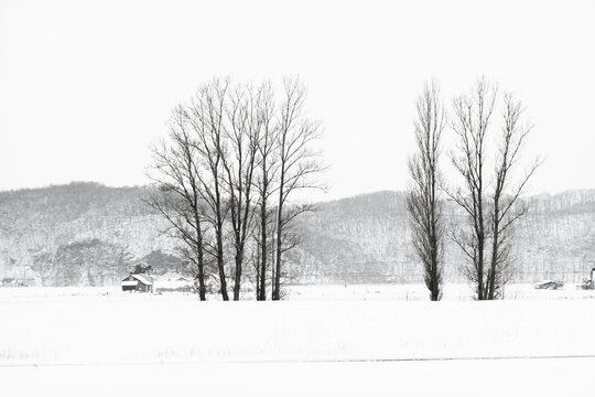 Background image with winter landscape on snow day
