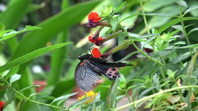ナガサキアゲハ 蝶  オス  4K / Papilio memnon Linnaeus. Great Mormon Butterfly feeding on nectar. Male. Closeup shot. 4K