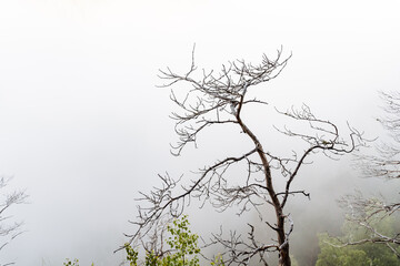 Fototapeta na wymiar a dry tree standing alone in the mountains against the background of fog, cloudy weather, minimalism