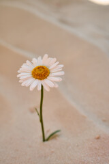 Fototapeta na wymiar lonely daisy grows in the sand of the desert. Place for text