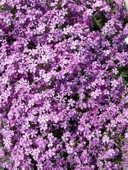 Abundant flowering of Moss Phlox. Pink flowers almost completely cover the leaves. Phlox subulata.