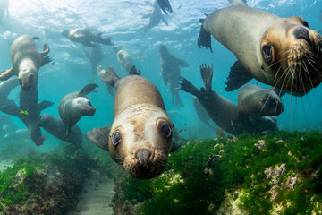 Southern sea lions, Nuevo Gulf, Valdes Peninsula, Argentina.