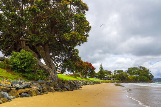 Panoramic View of Red Beach, Hibiscus Coast Auckland New Zealand; During High Tide and Cloudy Period