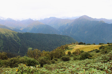 Fototapeta premium a green natural view of forest and mountains