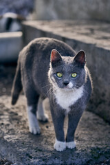 This beautiful grey cat is one of the many stray cats in Athens.