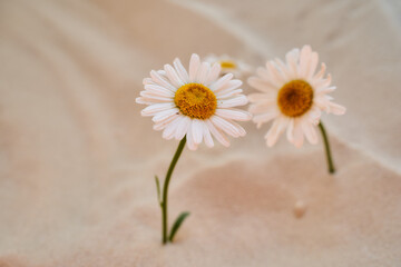 Fototapeta na wymiar two daisy grows in the sand of the desert. Place for text