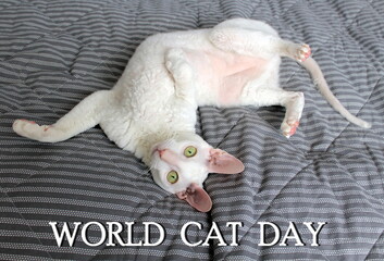 A white Cornish Rex cat is lying on a gray blanket. The Inscription World Cat Day. Concept of cat...