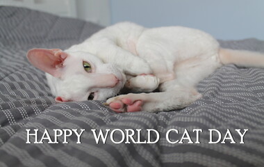 A white Cornish Rex cat is lying on a gray blanket. The Inscription World Cat Day. Concept of cat day celebration on August 8