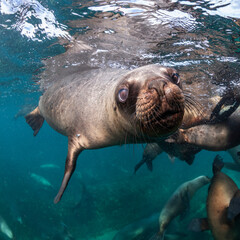 South American sea lions, Nuevo Gulf, Valdes Peninsula, Argentina.