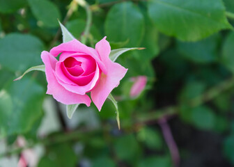 rose flower on a background of green leaves 13