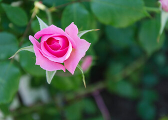 rose flower on a background of green leaves 14