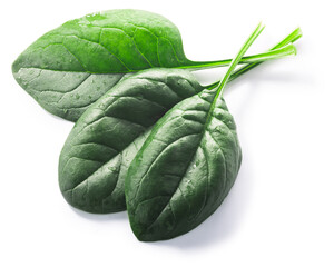 Fresh spinach leaves (Spinacia oleracea) isolated w clipping paths, top view