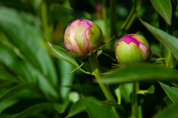 macro photo of an unopened bud of  peony on a background of greenery
