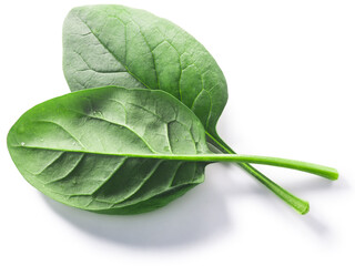 Fresh spinach leaves (Spinacia oleracea) isolated w clipping paths, top view - obrazy, fototapety, plakaty