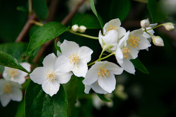 macro photo of jasmine flowers on a background of greenery