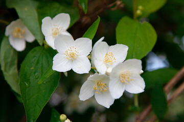 Fototapeta na wymiar macro photo of jasmine flowers on a background of greenery