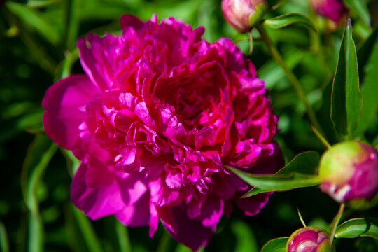 macro photo of a flower of a red peony against a background of greenery