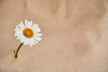 Fototapeta na wymiar lonely daisy grows in the sand of the desert. Place for text