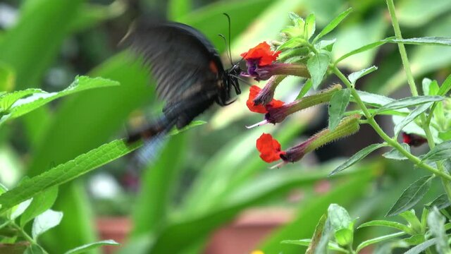 Papilio memnon Linnaeus. Great Mormon Butterfly feeding on nectar. Male. Nagasakiageha. Closeup, zoom in shot. 4K