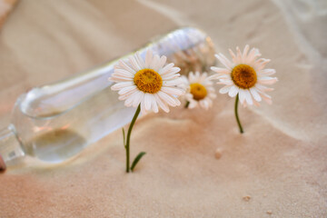 Fototapeta na wymiar two daisy grows in the sand of the desert. Nearby lies a bottle of water