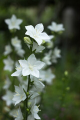 Campanula persicifolia - gentle white bell flowers are growing in a garden on green background. Floral background