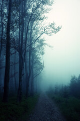 Droga w mglistym lesie, Beskid Mały, Polska