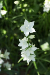Campanula persicifolia - gentle white bell flowers are growing in a garden on green background. Floral background