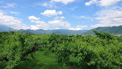 Obraz premium Pole brzoskwini i letnie niebo