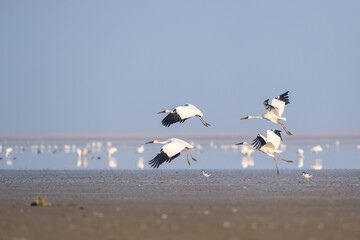 oriental white stork © chungking