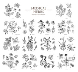 Vector hand drawn collection of medical herbs. Botanical set. - obrazy, fototapety, plakaty
