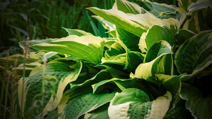 Hosta (Funkia) in the garden. Hosta leafs. Nature background image. 