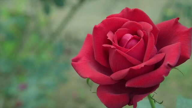 4K Closeup of the beautiful single Red rose and blur background