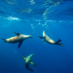 Obraz premium California sea lions feeding on a sardine bait ball, Pacific Ocean, Baja California, Mexico.