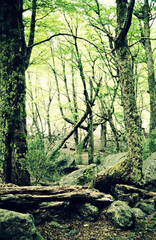 Fototapeta premium Idyllic Woodland Forest at Morning