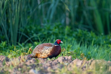 male common pheasant