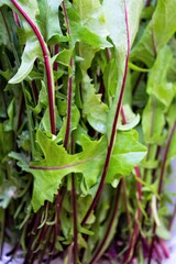 Fototapeta na wymiar closeup of stalks of green salad freshly washed and ready to be eaten
