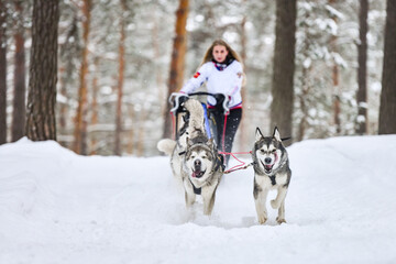Siberian husky sled dog racing