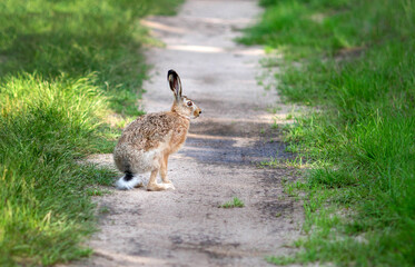 Hare at the forest path