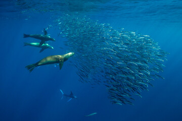 Fototapeta na wymiar California sea lions and striped marlin feeding on a large mackerel bait ball, Pacific Ocean, Baja California, Mexico.